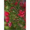 GREVILLEA juniperina