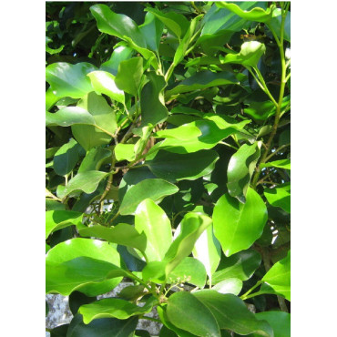 GRISELINIA littoralis