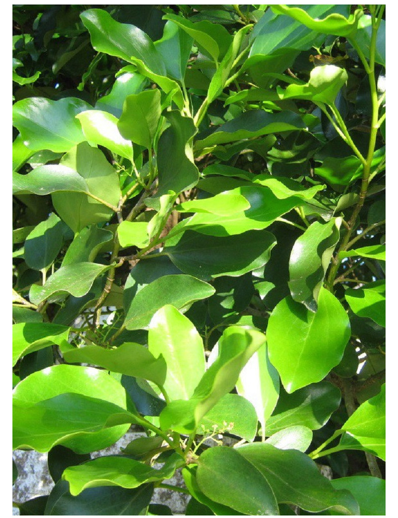 GRISELINIA littoralis