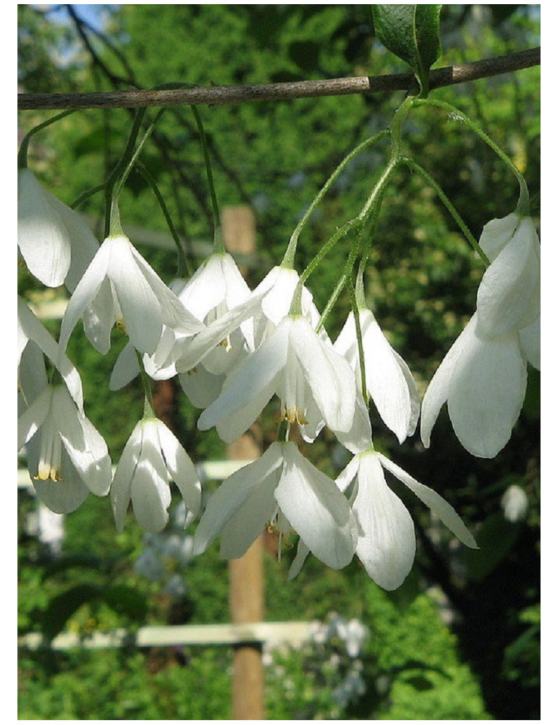 HALESIA carolina