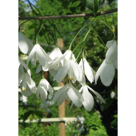 HALESIA carolina