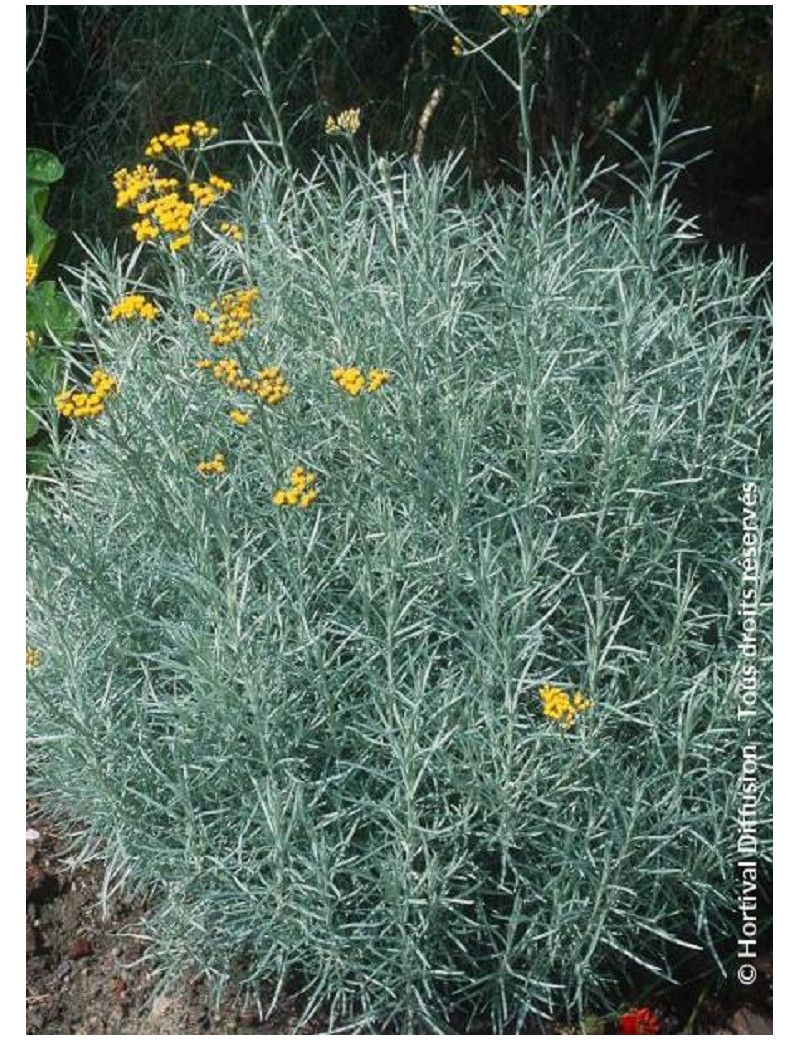 HELICHRYSUM italicum ssp. serotinum