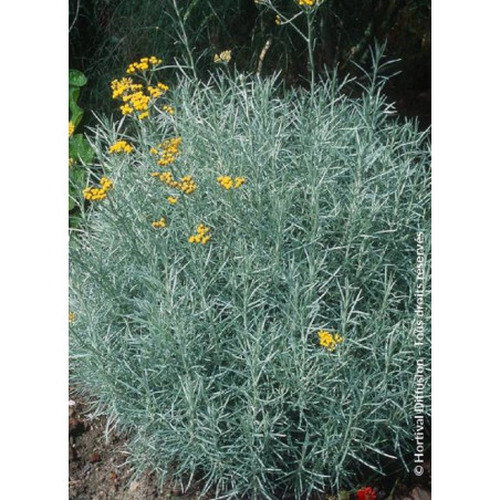 HELICHRYSUM italicum ssp. serotinum