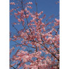 PRUNUS ACCOLADE