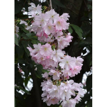 PRUNUS ACCOLADE