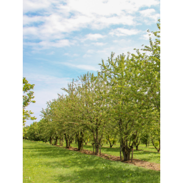 PRUNUS avium