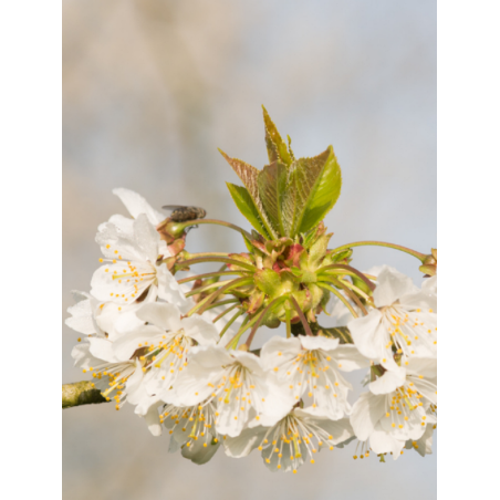 PRUNUS avium