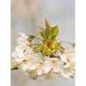 PRUNUS avium