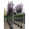 PRUNUS cerasifera ATROPURPUREA En pot de 35-50 litres forme tige hauteur du tronc 180-200 cm