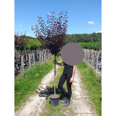 PRUNUS cerasifera ATROPURPUREA En pot de 10-12 litres forme tige hauteur du tronc 110-130 cm