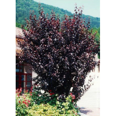 PRUNUS cerasifera ATROPURPUREA