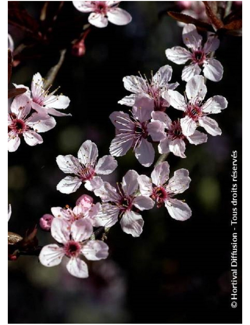 PRUNUS cerasifera ATROPURPUREA