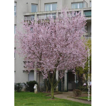 PRUNUS cerasifera ATROPURPUREA