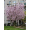 PRUNUS cerasifera ATROPURPUREA