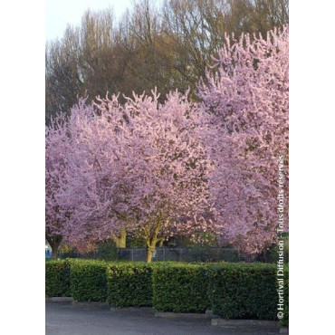 PRUNUS cerasifera ATROPURPUREA