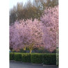 PRUNUS cerasifera ATROPURPUREA