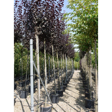 PRUNUS cerasifera ATROPURPUREA En pot de 35-50 litres forme tige hauteur du tronc 180-200 cm