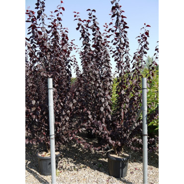 PRUNUS cerasifera ATROPURPUREA En pot de 25-30 litres