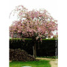 PRUNUS KIKU-SHIDARE-ZAKURA