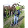 PRUNUS KIKU-SHIDARE-ZAKURA En pot de 10-12 litres forme tige hauteur du tronc 110-130 cm