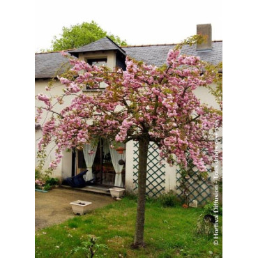 PRUNUS KIKU-SHIDARE-ZAKURA