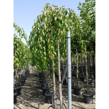 PRUNUS KIKU-SHIDARE-ZAKURA En pot de 35-50 litres forme tige hauteur du tronc 180-200 cm