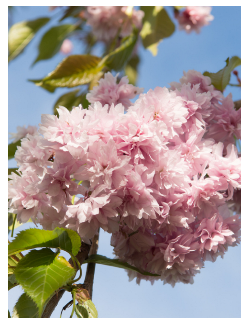 PRUNUS KIKU-SHIDARE-ZAKURA