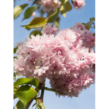 PRUNUS KIKU-SHIDARE-ZAKURA