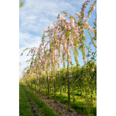 PRUNUS KIKU-SHIDARE-ZAKURA