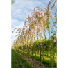 PRUNUS KIKU-SHIDARE-ZAKURA