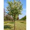 PRUNUS maackii AMBER BEAUTY