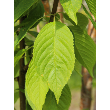 PRUNUS maackii AMBER BEAUTY