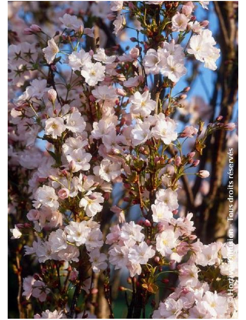 PRUNUS serrulata AMANOGAWA