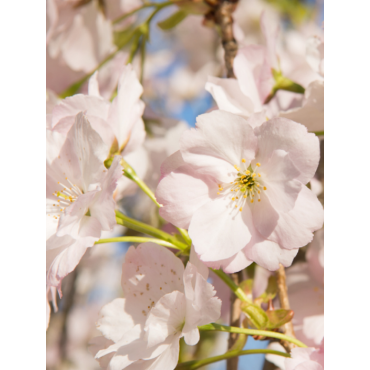 PRUNUS serrulata AMANOGAWA