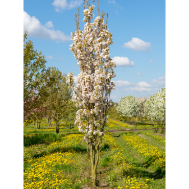 PRUNUS serrulata AMANOGAWA