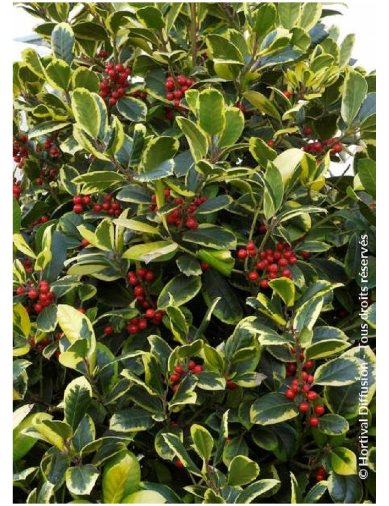 ILEX altaclerensis Golden King