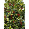 ILEX altaclerensis Golden King