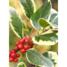 ILEX altaclerensis Golden King