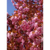 PRUNUS serrulata KANZAN