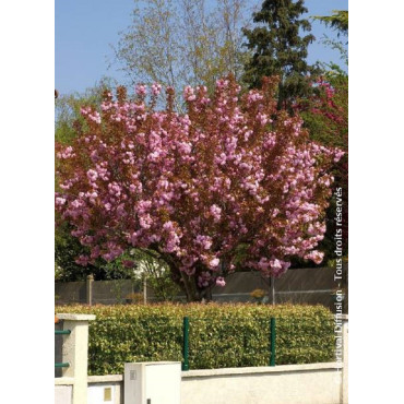 PRUNUS serrulata KANZAN