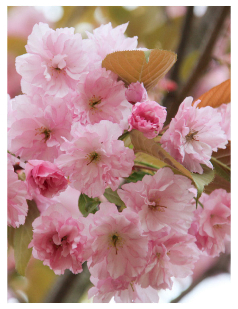 PRUNUS serrulata KANZAN