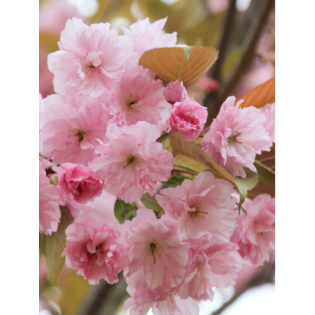 PRUNUS serrulata KANZAN