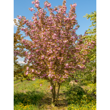 PRUNUS serrulata KANZAN