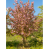 PRUNUS serrulata KANZAN