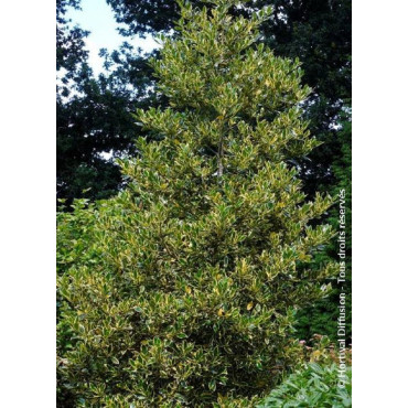 ILEX altaclerensis Golden King