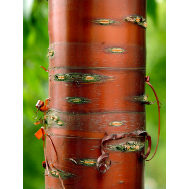 PRUNUS serrula