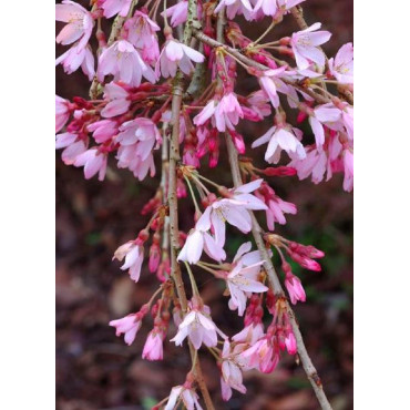 PRUNUS subhirtella PENDULA RUBRA