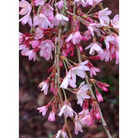 PRUNUS subhirtella PENDULA RUBRA