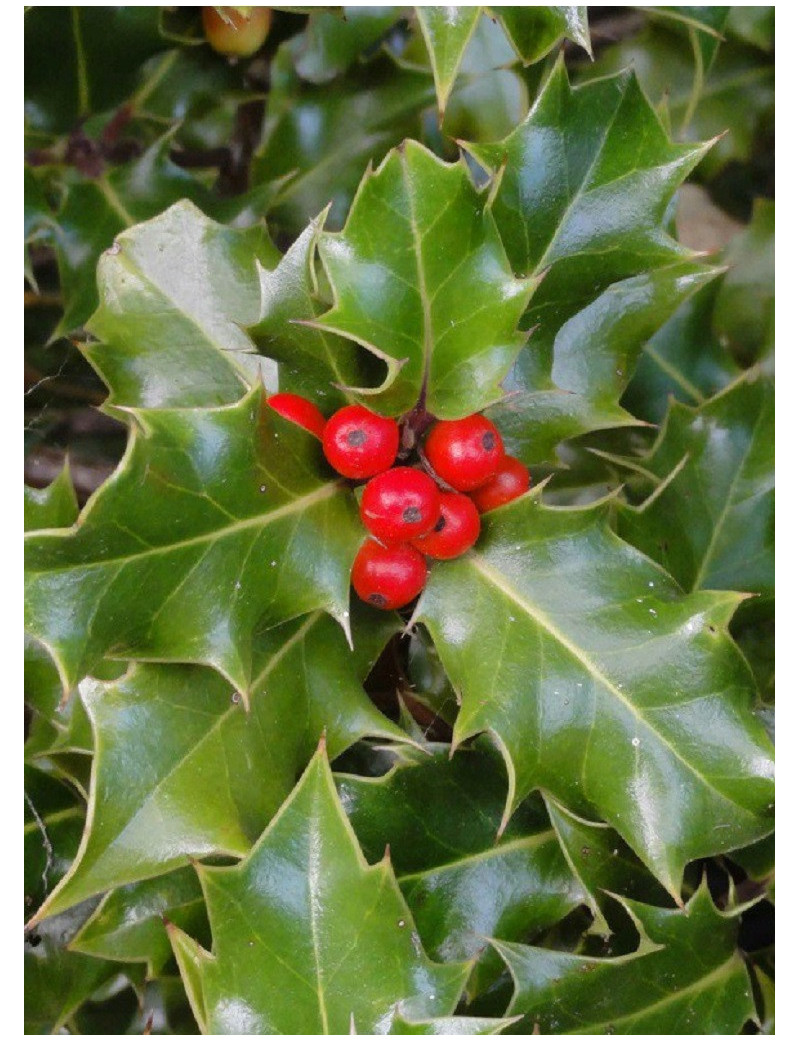 ILEX aquifolium