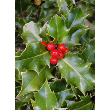 ILEX aquifolium